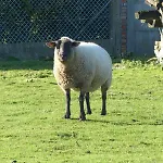 G1354